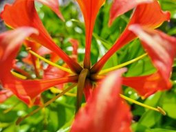 Gloriosa superba flower from the back